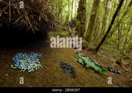 Laub eines Vogelkop-Laubbbblattschweines (Amblyornis inornata), Neuguinea. Stockfoto