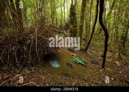 Laub eines Vogelkop-Laubbbblattschweines (Amblyornis inornata), Neuguinea Stockfoto