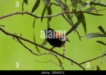 Rotrückenfänger (Malurus melanocephalus), Männchen, Papua-Neuguinea, November. Stockfoto