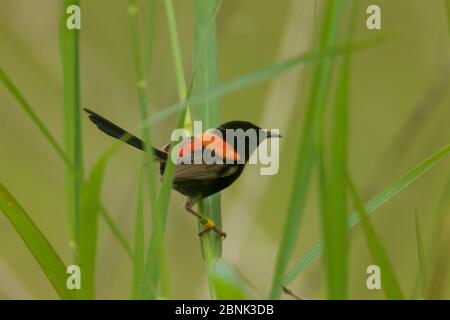 Rotrückenfänger (Malurus melanocephalus), Männchen, Papua-Neuguinea, November. Stockfoto