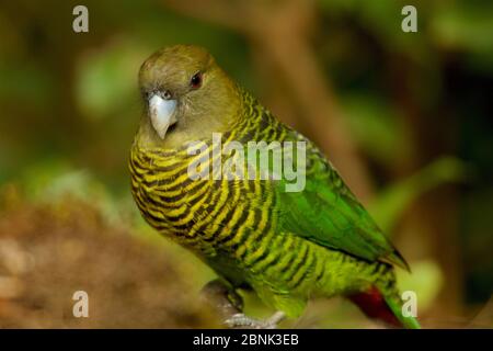 Brehms Tigerpapagei (Psittacella brehmii) weiblich, Papua-Neuguinea. Stockfoto