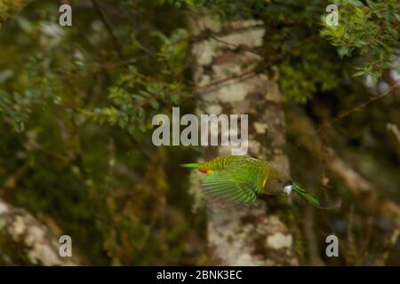 Brehm's Tiger Parrot (Psittacella brehmii) Männchen im Flug durch den Bergregenwald. Papua-Neuguinea. Stockfoto