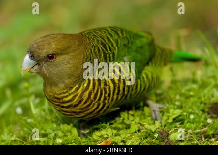 Brehms Tigerpapagei (Psittacella brehmii) weiblich, Papua-Neuguinea. Stockfoto