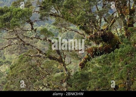 Bergregenwald in der Nähe des Tomba Pass, Enga Province, Papua-Neuguinea. Stockfoto