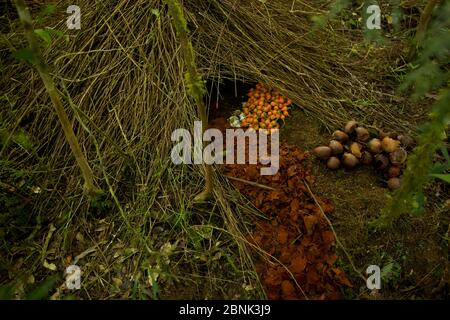 Laube eines Vogelkop-Vogelvogels (Amblyornis inornatus) Arfak-Gebirge, West-Papua, Neuguinea. Stockfoto