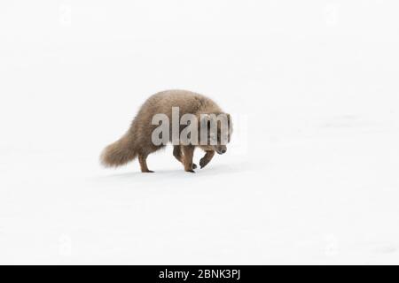 Polarfuchs (Alopex lagopus) zeigt blaue Farbe Morph im Wintermantel, Wandern entlang Schnee. Hornstrandir, Westfjorde, Island. April Stockfoto