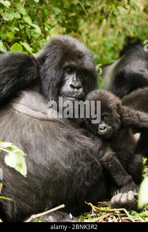 Berggorilla (Gorilla beringei beringei) Mutter und Baby aus der Sabyinyo Gruppe, Volcanoes Nationalpark / Parc National des Volcans, Ruanda. Stockfoto