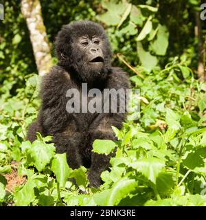 Berggorilla (Gorilla beringei beringei) Baby in Day Nest, Kwitonda Gruppe, Volcanoes Nationalpark / Parc National des Volcans, Ruanda, Afrika Stockfoto