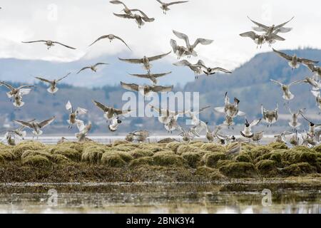 Brachvögel (Numenius arquata) Rastplätze auf saltmarsh, Cromarty Firth, Schottland, UK April Stockfoto