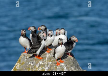 Atlantischer Papageitaucher (Fratercula arctica) Schwarm, der aus Felsen rast, Flatey Island, Breioafjorour, Island. Juli Stockfoto