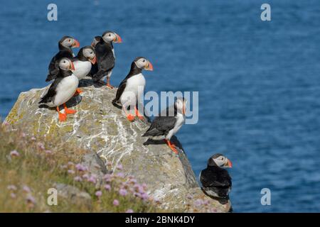 Atlantischer Papageitaucher (Fratercula arctica) Schwarm, der aus Felsen rast, Flatey Island, Breioafjorour, Island. Juli Stockfoto