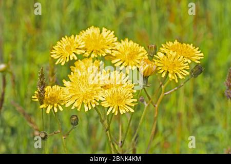 Schnabelbart (Crepis vesicaria) Sutcliffe Park Nature Reserve, Eltham, London. Mai Stockfoto