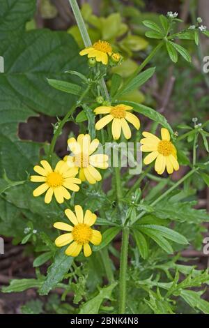 Oxford Ragwort (Senecio squalidus) Brockley, Lewisham, London. Mai. Stockfoto