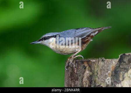 FKK (Sitta europaea) auf Baumstumpf. Dorset, Großbritannien, Juni. Stockfoto