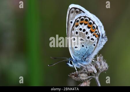 Silberbesetzter blauer Schmetterling (Plebejus argus) in Ruhe. Dorset, Großbritannien, Juni. Stockfoto