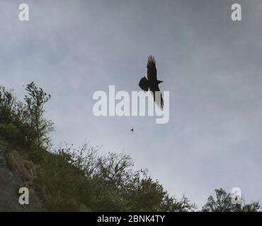 Raven (Corvus corax) und House martin (Apus apus) fliegen, Oppedette Canyon, Haute Provence, Frankreich, April. Stockfoto