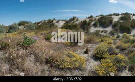 Vegetation auf Sanddünen, Camargue, Frankreich, Mai. Stockfoto