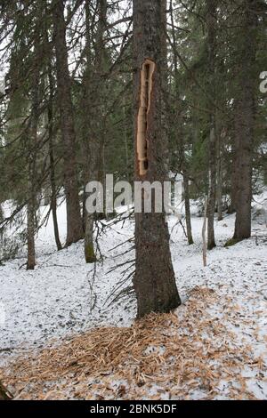 Fichte (Picea abies) Holz auf Boden nach Schwarzspecht (Dryocopus martius) hat Stamm für Beute gebohrt. Jura, Schweiz, März Stockfoto