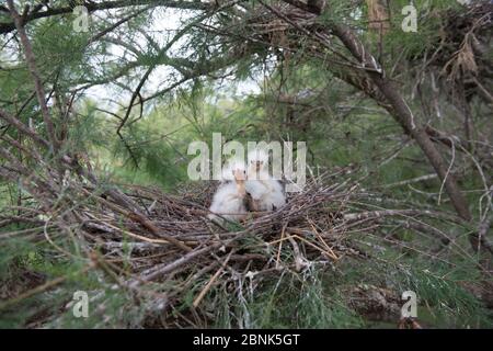 Egetta garzetta brütet mit Küken im Tamarisk (Tamarix) Wald, Scamandre, Camargue, Frankreich, Mai. Stockfoto