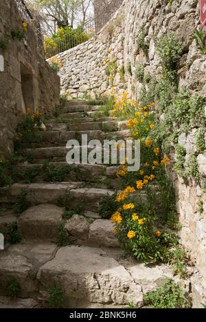 Wallflower (Erysimum) in der Kopfsteinpflasterstraße im Dorf Vacheres, Provence. Frankreich. April. Stockfoto