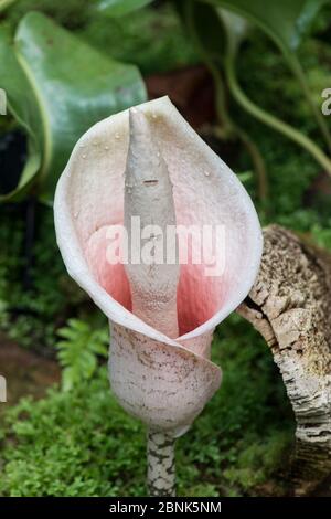 Voodoo Lilie (Amorphophallus bulbifer) blüht im botanischen Garten, Surrey, England Stockfoto