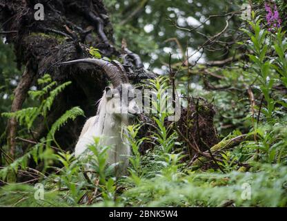 Feral Goat (Capra hircus) Beddgelert, Snowdonia, North Wales, UK, Juli. Stockfoto