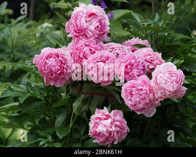 Ein Busch aus rosa Doppelpeionien blüht im Garten. Paeonia lactiflora Sarah Bernhardt. Stockfoto