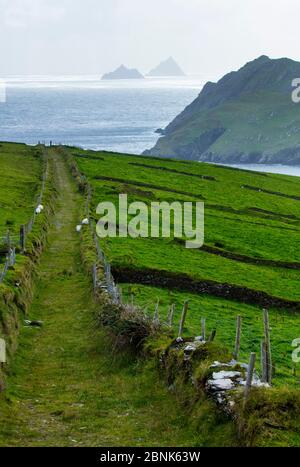 Streifenzucht auf den Skellig-Inseln, Puffin Island, County Kerry, Irland, Europa. September 2015. Stockfoto