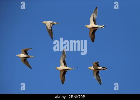 Gefleckter Sandhuhn (Pterokles senegallus) Schwarm im Flug, Oman, Januar Stockfoto