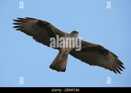 Bonelli-Adler (Aquila fasciata) Erwachsener im Flug, Oman, November Stockfoto