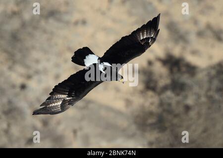 Verreaux-Adler (Aquila verreauxii) Erwachsener im Flug, Oman, Februar Stockfoto