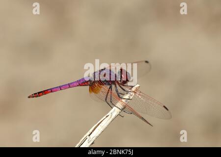 Violette Libelle (Trithemis annulata) männlich, November, Oman Stockfoto