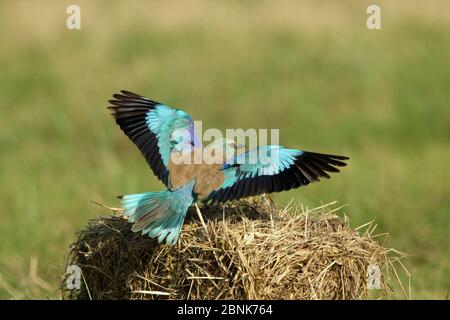 Europäischer Walze (Coracias garrulus), die auf einem Heuballen landet, Oman, November Stockfoto