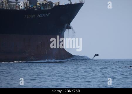 Tümmler-Delfin (Tursiops aduncus) im Indischen Ozean springt vor dem Schiff, Oman, November Stockfoto