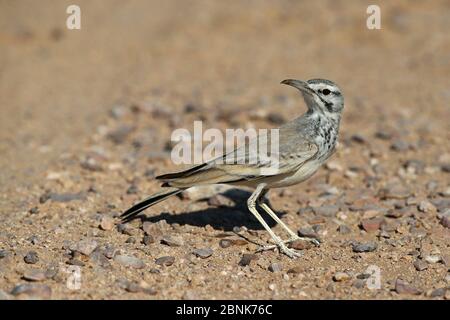 Große Wiedehopf-Lerche (Alaemon alaudipes) Oman, Januar Stockfoto