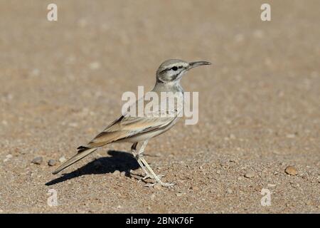 Große Wiedehopf-Lerche (Alaemon alaudipes) Oman, Januar Stockfoto