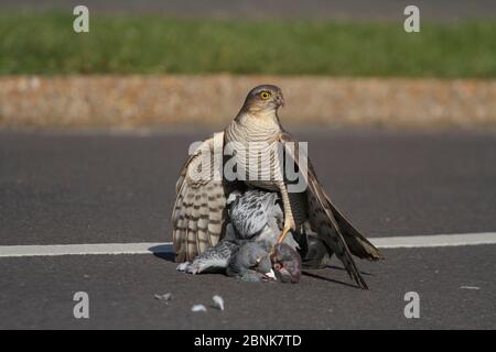 Sparrowhawk (Accipiter nisus) mit toter Taube auf der Trennlinie in der Straße. März. Stockfoto