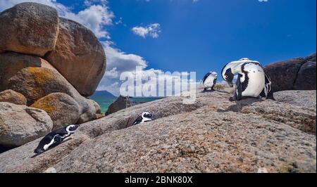 Afrikanische Pinguine (Spheniscus demersus), die sich auf Felsen in der Boulders Beach-Kolonie in der Nähe von Kapstadt, Südafrika, brüten. Stockfoto