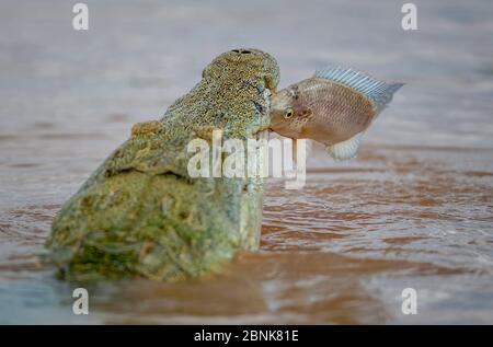 Nilkrokodil (Crocodylus niloticus), das eine mosambikanische Tilapia (Oreochromis mossambicus) in seinen Backen schnappt, Shingwedzi Fluss, Kruger Nationalpark, so Stockfoto