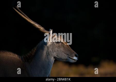 Eland (Tragelaphus derbianus) Männchen im Abendlicht, Kariega Game Reserve, Südafrika Stockfoto