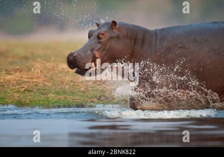 Nilpferd (Hippopotamus amphibius) lädt durch die Untiefen, Chobe River, Chobe National Park, Botswana. Gefährdete Arten. Stockfoto