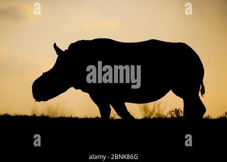 Weißes Nashorn (Ceratotherium simum) Weibchen 'Thandi', die gegen den Sonnenuntergang, Kariega Game Reserve, dargestellt wurde. Südafrika. Thandis Hörner wurden genommen Stockfoto