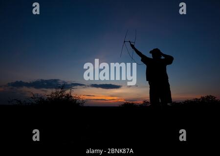 Ein Forscher des Endangered Wildlife Trust verfolgt mit Funk-Telemetrie-Geräten afrikanische Wildhunde (Lycaon pictus) in der Abenddämmerung auf Venetia Limpopo N Stockfoto