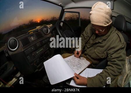 Ein Forscher des Endangered Wildlife Trust stellt die Position eines afrikanischen Wildhundes (Lycaon pictus) auf einer Karte in einem Land Rover im Morgengrauen fest Stockfoto