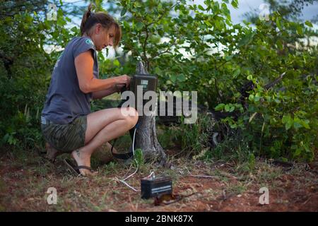 Forscher des Endangered Wildlife Trust stellen eine Kamerafalle auf, um Raubtierbewegungen im Mapungubwe National Park, Limpopo Province, South zu überwachen Stockfoto