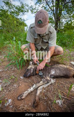 Forscher vom Endangered Wildlife Trust, der einen Funkkragen von einem erwachsenen afrikanischen Wildhund (Lycaon pictus) entfernt, der von einem Schlangenbiss, Vene, getötet wurde Stockfoto