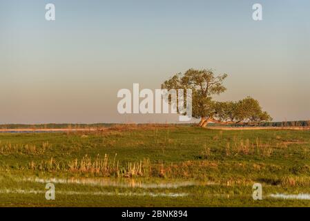 Schöner großer Baum am Ufer des Sees, Schilf, Gras und Reflexion im Morgengrauen im Frühjahr Stockfoto