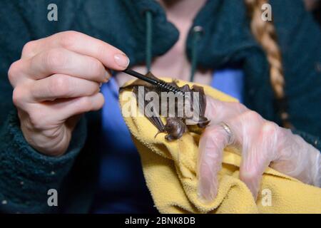 Samantha Pickering Pflege ein geretteten braunen langohrigen Fledermaus Welpen (Plecotus auritus) mit einem kleinen Pinsel nach der Fütterung von Hand, North Devon bat Care, Scheune Stockfoto
