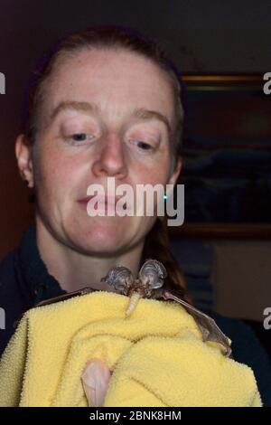 Samantha Pickering hält einen geretteten, verlassenen braunen langohrigen Fledermaus-Welpen (Plecotus auritus), wie es einen Wachswurm isst, den sie gefüttert hat, North Devon bat Care, B Stockfoto
