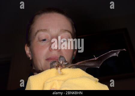 Samantha Pickering hält einen geretteten, verlassenen braunen langohrigen Fledermaus-Welpen (Plecotus auritus), wie es einen Wachswurm isst, den sie gefüttert hat, North Devon bat Care, B Stockfoto